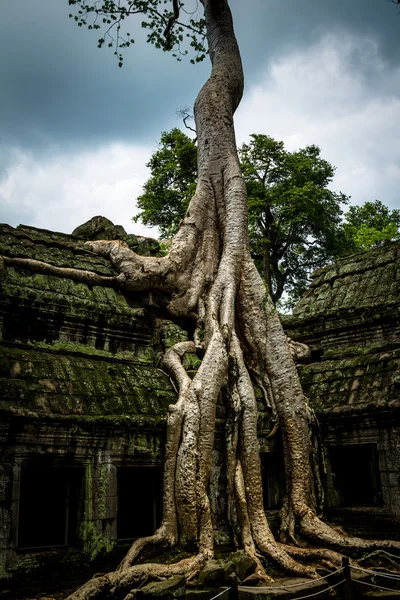 Albero di Ta Prohm, Angkor Wat Immagine Stock