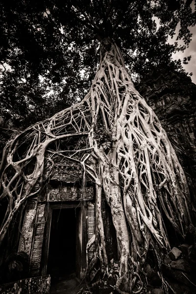 树的 ta 普仑，吴哥窟 免版税图库图片