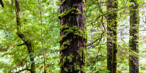 Tree covered in moss and fern in rain forest