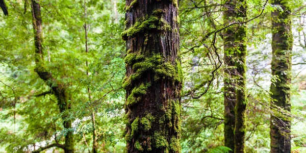 Arbre couvert de mousse et fougère dans la forêt tropicale Image En Vente