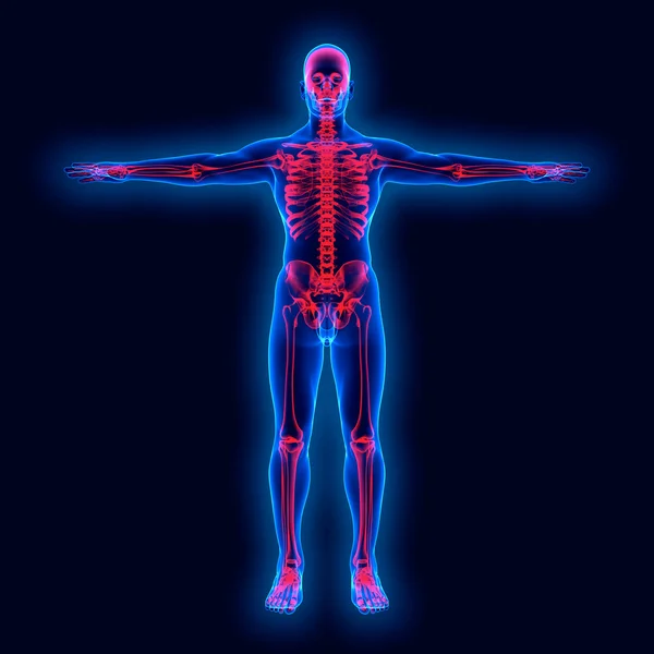 Анатомия человека на рентгене — стоковое фото