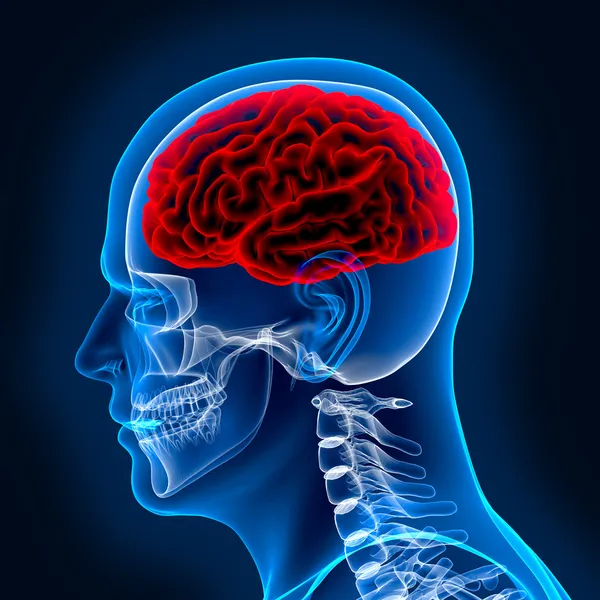人間の脳と x 線にスカル ストック画像