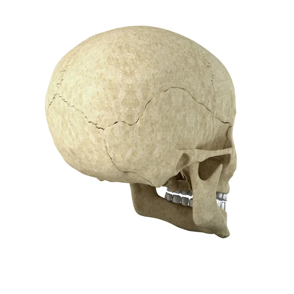 Single skull isolated on white background — Stock Photo, Image