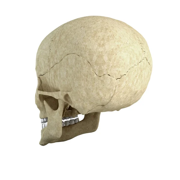 Single skull isolated on white background — Stock Photo, Image
