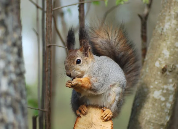 Squirrel — Stock Photo, Image