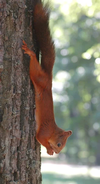 Squirrel — Stock Photo, Image