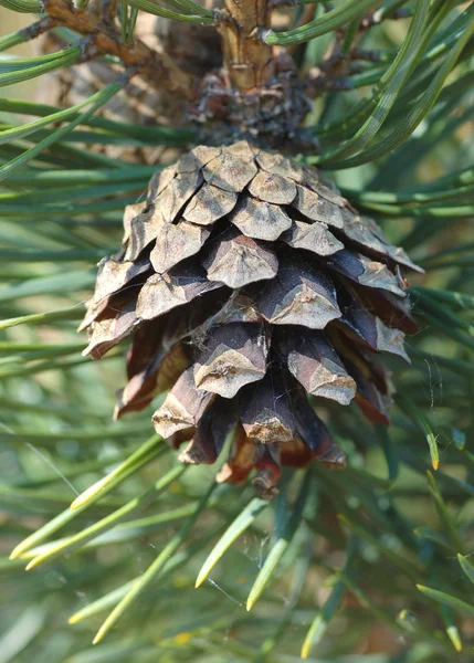 Kiefernzapfen — Stockfoto