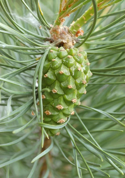 Dennenappel — Stockfoto