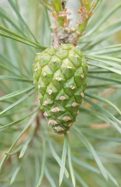 Cono de pino — Foto de Stock