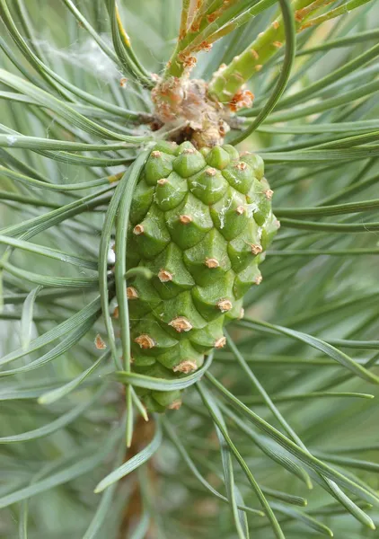 Pine cone Royalty Free Stock Images