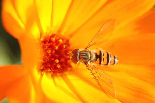 Μέλισσα σφήκα στο λουλούδι — Φωτογραφία Αρχείου