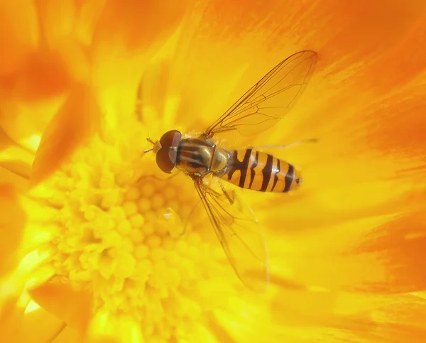 Wasp bee op de bloem — Stockfoto