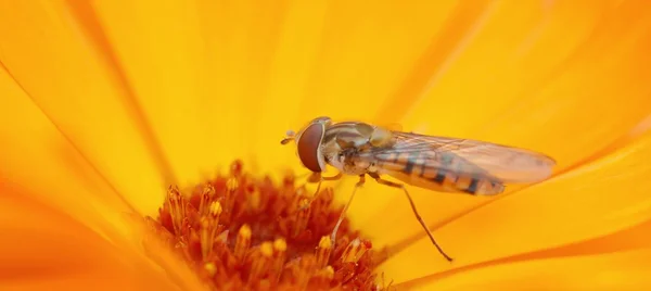 Vespa abelha na flor — Fotografia de Stock
