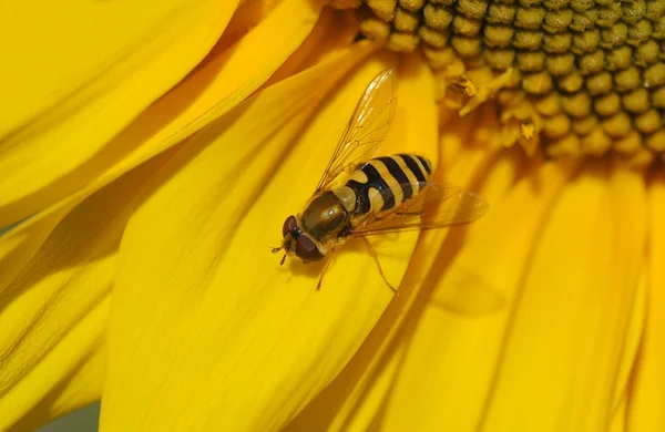 Wespenbiene auf der Blume — Stockfoto