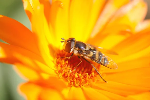 Wespenbiene auf der Blume — Stockfoto