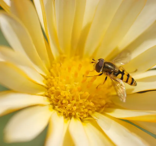 黄蜂蜜蜂在花上 — 图库照片