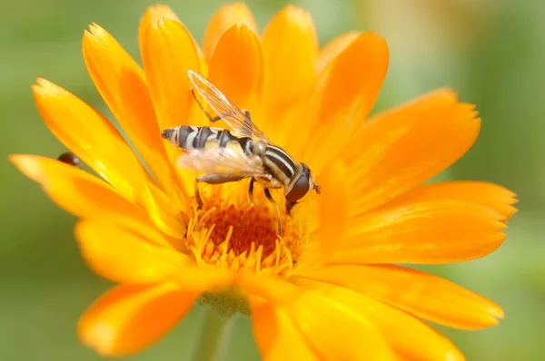 Wasp bee op de bloem — Stockfoto