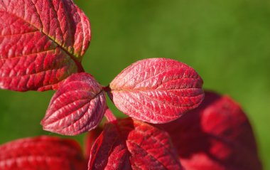 mavi zemin üzerine kırmızı yaprakları
