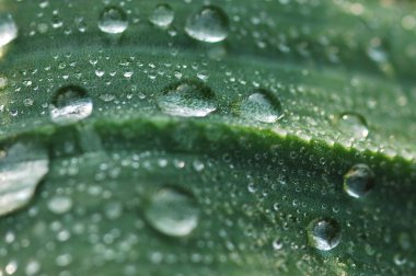 Yaprağın üzerine su damlıyor.