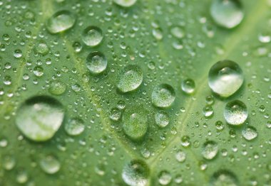 Yaprağın üzerine su damlıyor.