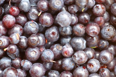 taze organik yaban mersini arka plan