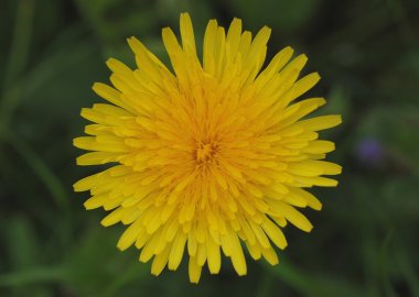 Karahindiba.