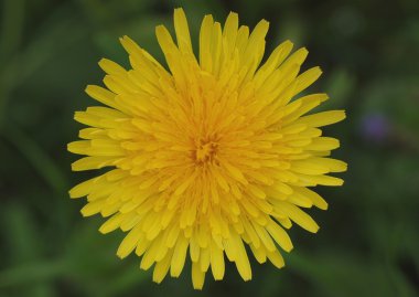 Karahindiba.