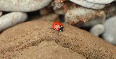 Macro of a ladybug on tiny beach stones.