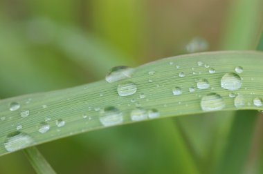 Yaprağın üzerindeki su damlaları