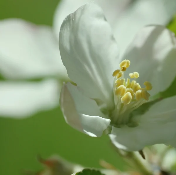 Flowers of apple tree — Stock Photo, Image