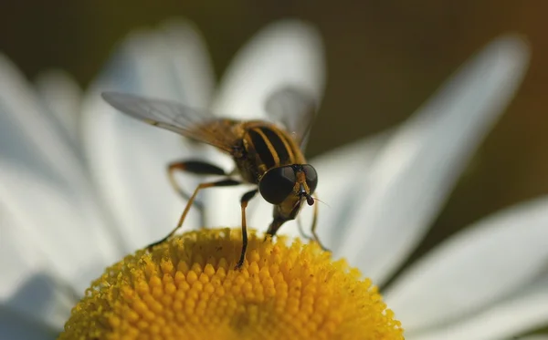 Wasp bee on a camomile flower — Stock Photo, Image