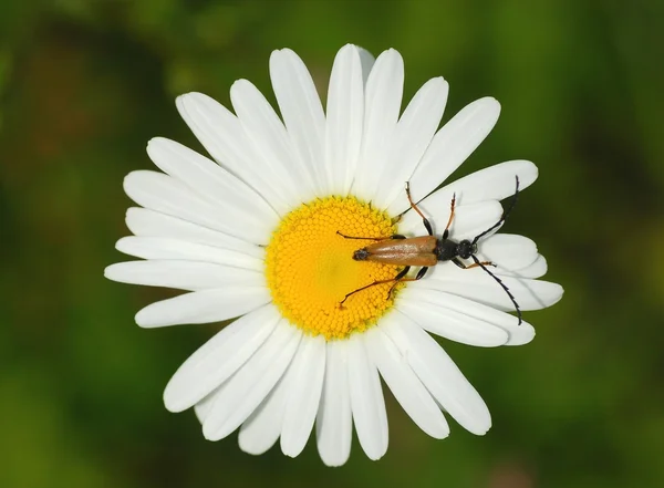 Beetle on a camomile — Stock Photo, Image