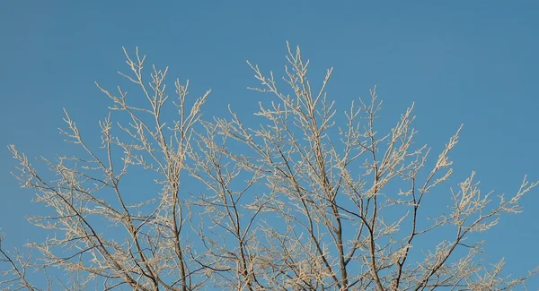 Träd i is — Stockfoto