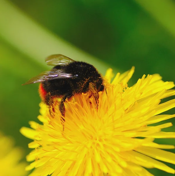 Bumblebee på maskros — Stockfoto