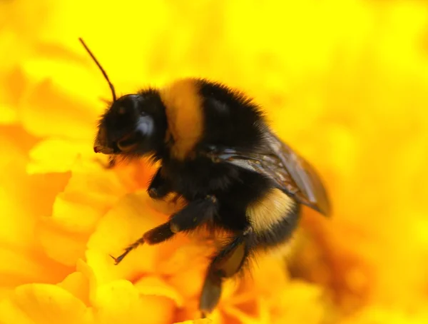 Bumblebee em um dente de leão — Fotografia de Stock