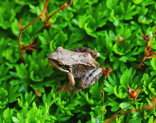 개구리의 눈 — 스톡 사진