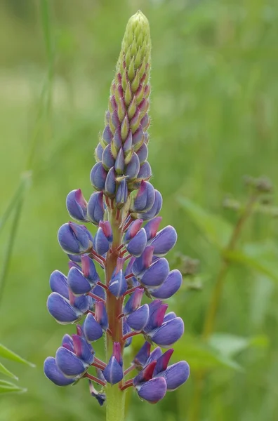 Lupine — Stockfoto