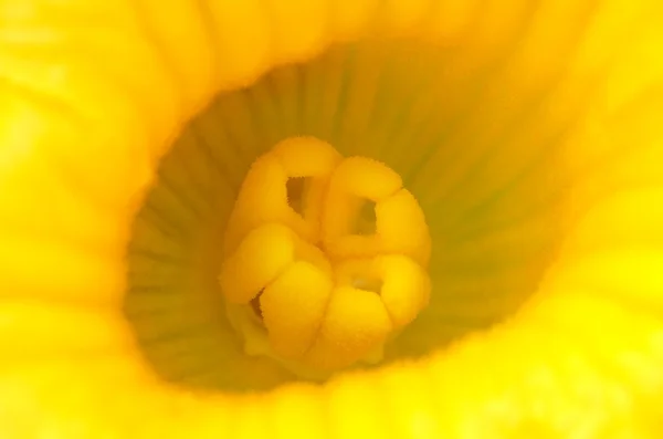Dýňová květ — Stock fotografie