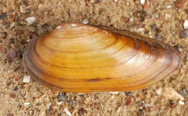 Mussels — Stock Photo, Image