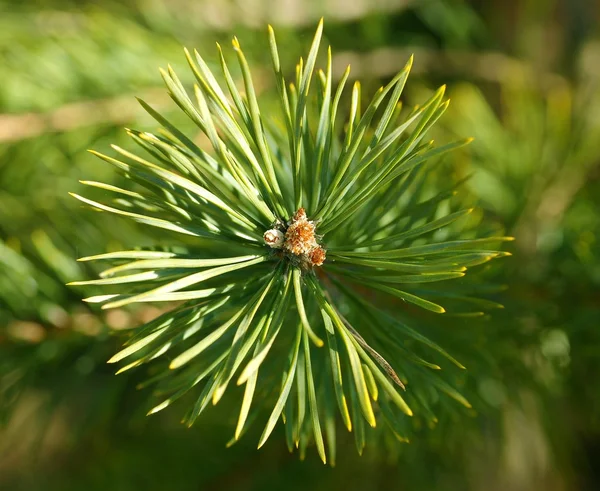 Kiefernzweig — Stockfoto