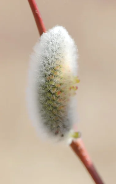 Pussy willow větev — Stock fotografie