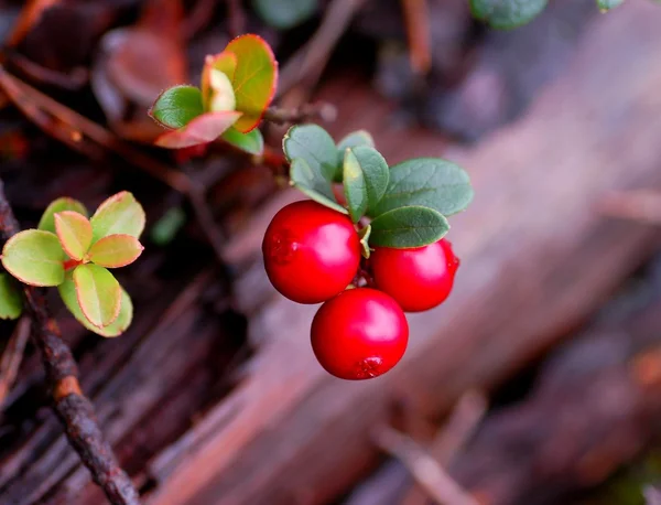 赤い bilberry — ストック写真