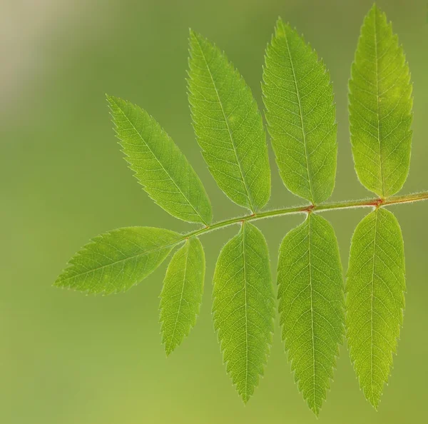 Rowan φύλλων — Φωτογραφία Αρχείου