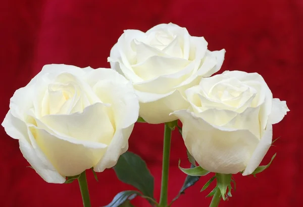 Bílé růže na červené — Stock fotografie