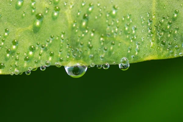 葉に水が落ち — ストック写真