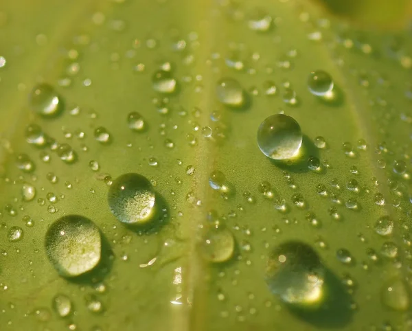 Wassertropfen auf ein Blatt — Stockfoto