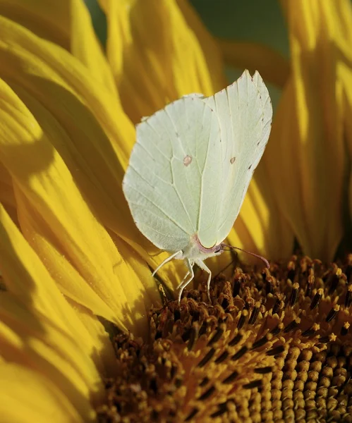 Motýl na slunečnice — Stock fotografie
