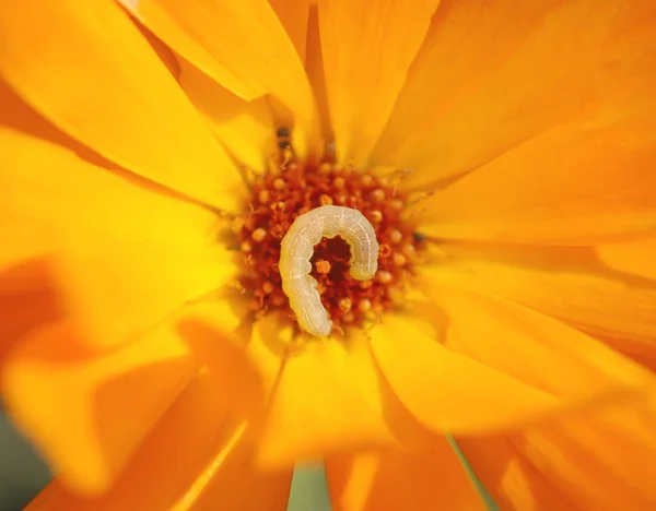 Lagarta na flor da calêndula — Fotografia de Stock