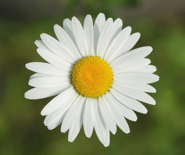 Flor de camomila — Fotografia de Stock