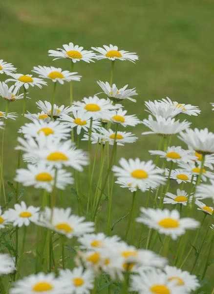 Fleurs de camomille — Photo